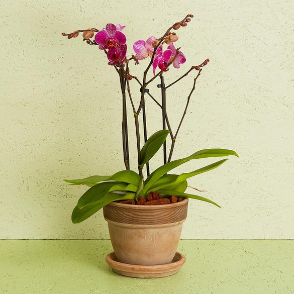 Orkidé inkl. potte